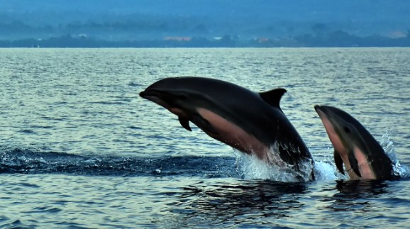 Nikmati Berbagai Manfaat Swim With Dolphin Bali